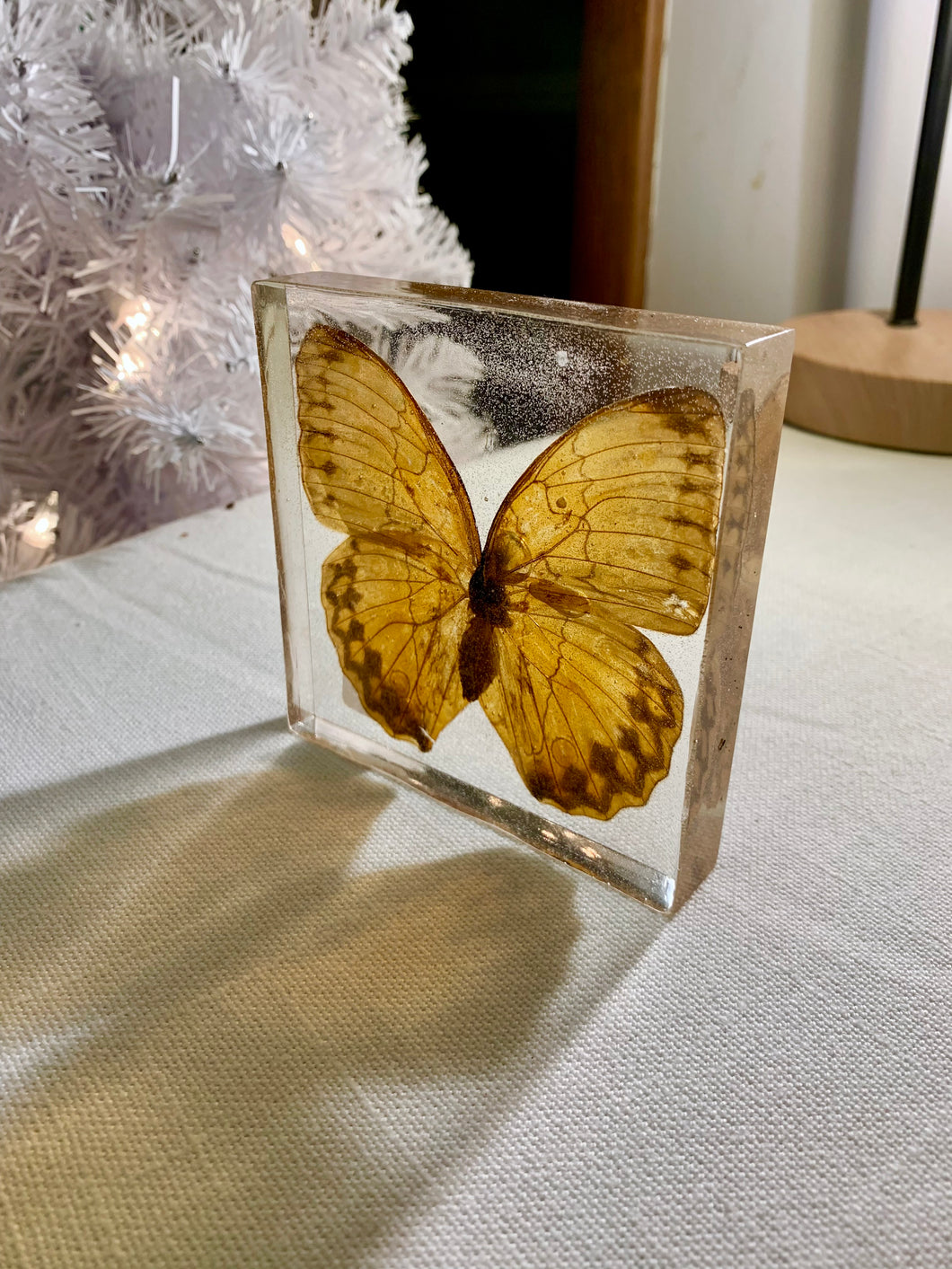 Encased Butterfly